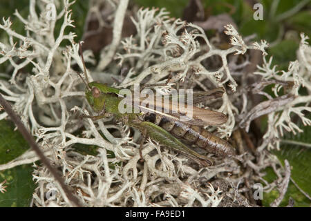 Bogen-geflügelte Heuschrecke, Weiblich, Nachtigall-Grashüpfer Chorthippus Biguttulus, Stauroderus Biguttulus, Chorthippus Variabilis Stockfoto