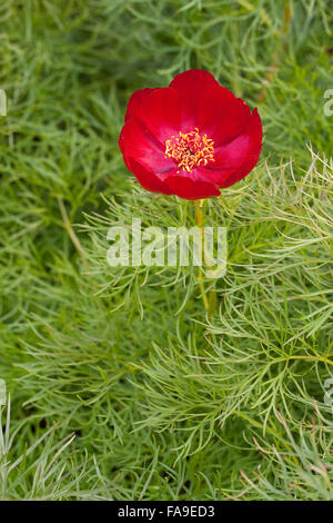 Farn Blatt Pfingstrose, Pfingstrose, Paeonia Tenuifolia, Schmalblättrige Pfingstrose, doppelte Fernleaf Pfingstrose, Netzblatt-Pfingstrose Stockfoto
