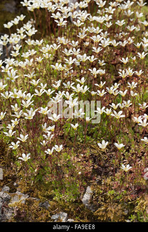 Moschus Steinbrech, Moschuss-Steinbrech, Moschussteinbrech, Steinbrech, Saxifraga Moschata, Saxifraga Exarata Sub. moschata Stockfoto