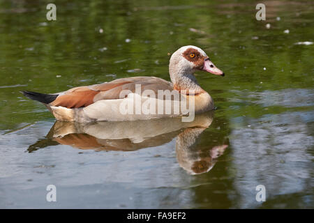 Nilgans, Nilgans, Nil-Gans, Alopochen Aegyptiacus, Oie d'Égypte Stockfoto