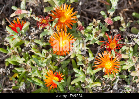 Eis-Pflanze, Crocea Iceplant, kupferfarben Iceplant, Mittagsblume, Malephora Crocea, Hymenocyclus Croceus, Mesembryanthemum Croceum Stockfoto