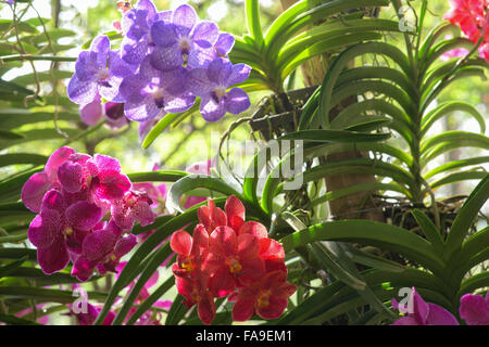 Blumen spielen vielfältige Rolle im menschlichen Leben repräsentieren eine einzigartige Bedeutung Stockfoto