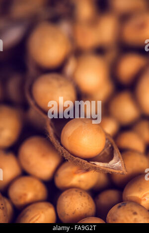 Sojabohnen, Makro Nahaufnahme mit selektiven Fokus Stockfoto