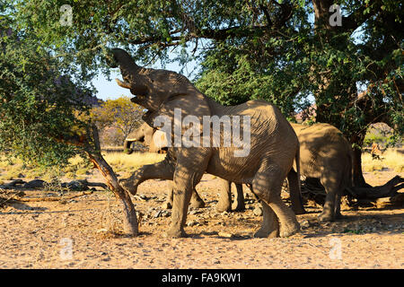 Wüste angepasst Elefanten im Aba-Huab Fluss Tal, Kunene-Region, Namibia Stockfoto