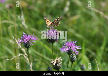 Distelfalter Schmetterling (Vanessa Cardui) und Honigbienen (Apis Mellifera) an Flockenblume Blüte (Centaurea Nigra) auf Kreide Grünland Stockfoto