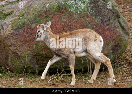 Juvenile Mufflons (Ovis Aries Gmelini) ist eine Unterart der Wildschafe Ovis Orientalis. Stockfoto