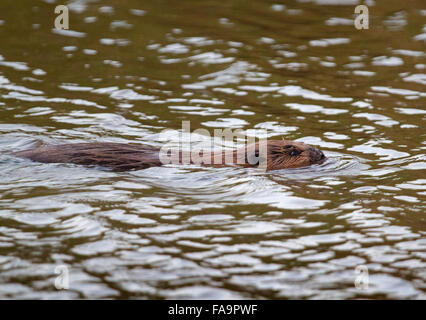 Eurasische Biber (Castor Fiber) schwimmen Stockfoto