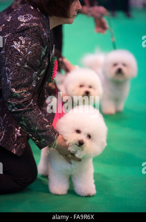 Crufts Dog Show im NEC, Birmingham - Bichon Frise Hunde zeigen im Abschnitt Breeders Cup Deutschland 2015 Stockfoto