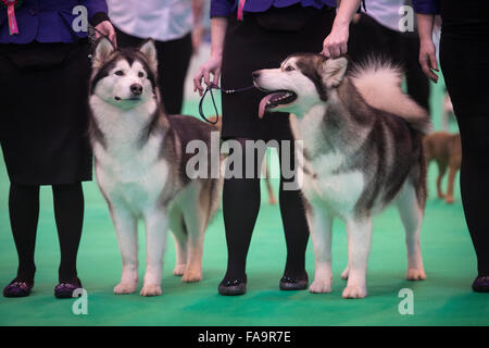 Crufts Dog Show im NEC, Birmingham - Siberian Husky-Hunde zeigen im Abschnitt Breeders Cup Deutschland 2015 Stockfoto