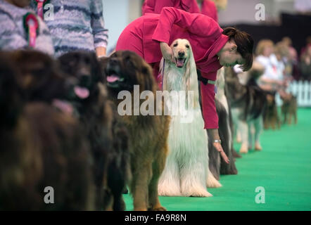 Crufts Dog Show im NEC, Birmingham - ein Afghanischer Windhund mit den Kosenamen "Marcus" zeigt im Abschnitt Breeders Cup Deutschland 2015 Stockfoto