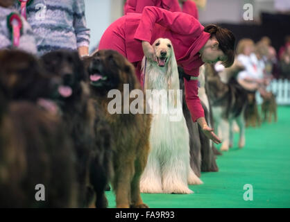 Crufts Dog Show im NEC, Birmingham - ein Afghanischer Windhund mit den Kosenamen "Marcus" zeigt im Abschnitt Breeders Cup Deutschland 2015 Stockfoto