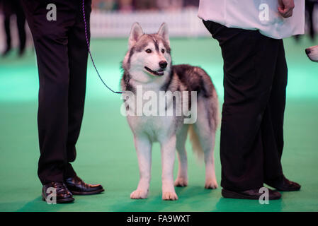 Crufts Dog Show im NEC, Birmingham - ein Siberian Husky Hund zeigt im Abschnitt Breeders Cup Deutschland 2015 Stockfoto