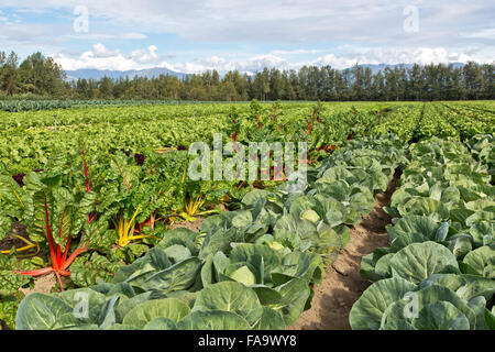 Bunten Mangold "Beta Vulgaris" & Kohl "Brassica Oleracea" im Feld, Pre-Ernte wachsen.  Im Frühsommer. Stockfoto