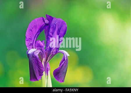 violette Iris auf grünem Hintergrund Stockfoto