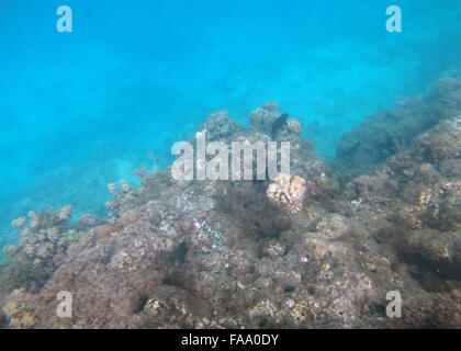 Unterwasserwelt der Cooks Bay, Moorea, Französisch-Polynesien. Stockfoto