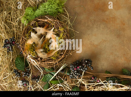 Grenze-Bild gemacht von Beeren, Federblättern und ein Vogelnest Stockfoto