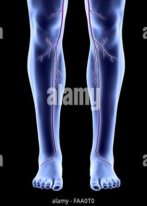 Computer Kunst Beine zeigen die großen Stammvenen. Stockfoto