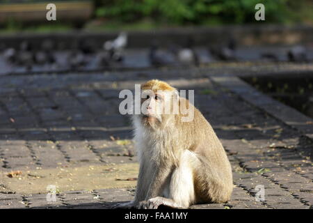 Affe in der Gemeinde Essen warten von Touristen. Stockfoto