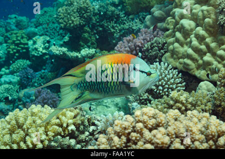 Slingjaw Lippfische, Epibulus Insidiator, Schwimmen über Korallenriff in Hamata, Rotes Meer, Ägypten Stockfoto