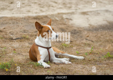 Majestätische Basenji Hund auf dem Boden Stockfoto