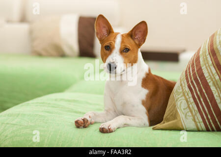 Niedliche Basenji Hund auf dem sofa Stockfoto