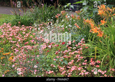 Gemischte Blumenbeet in voller Blüte, Morrab Gardens, Penzance, Cornwall, UK. Stockfoto