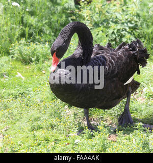 Black Swan (Cygnus olor), gebürtig aus Australien, Gefangenschaft, Gloucestershire, England, UK. Stockfoto