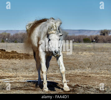 Floh gebissen farbiges Pferd schütteln Schmutz ab Stockfoto