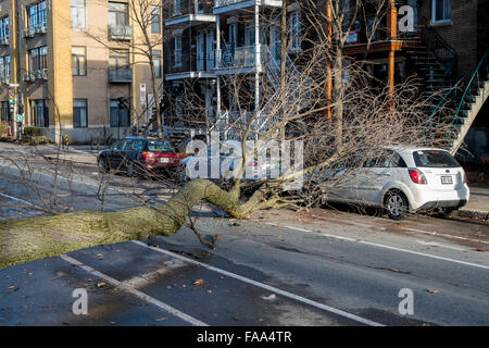 Montreal, Kanada. 24. Dezember 2015. Ein Baum fällt über eine Straße auf einem Auto als Folge der starken Winden auf laurier Straße in Montreal. Credit: Marc bruxelle/alamy leben Nachrichten Stockfoto