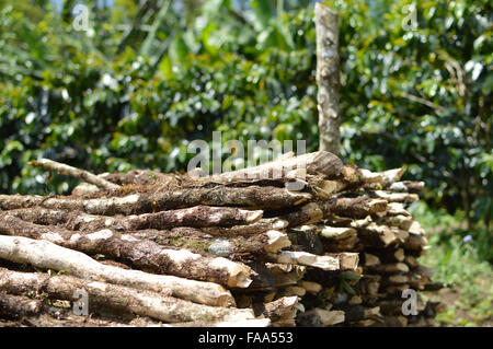 Kaffeebäume Protokolle als Brennholz verwendet, um Essen in den lokalen Häusern in einem kleinen Coffeinated Dorf im westlichen Honduras zu kochen Stockfoto