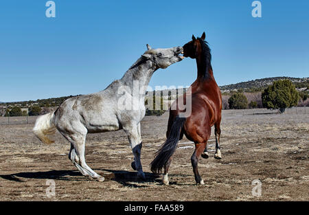 Graues Pferd zu erreichen, um die Bucht zu beißen farbig Pferd Whie, die er um zu wehren Aufzucht ist Stockfoto