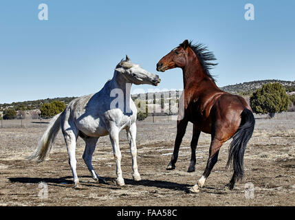 Grau und Bay farbiges Pferd spielen mit beiden vorderen Füße über dem Boden Stockfoto