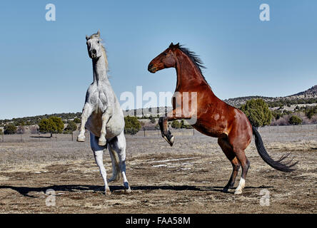 Graues Pferd und Bucht farbigen Pferd Aufbäumen auf Hinterbeinen. Stockfoto