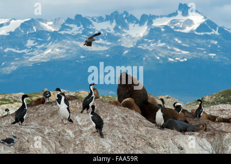 Südamerikanischen Seelöwen, Otaria Flavescens/Byronia, einen dominanten Bull Knurren bei Shags & Dolphin Gull, Ushuaia, Beagle-Kanal Stockfoto