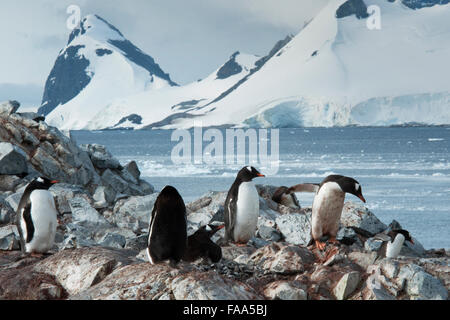 Gentoo-Pinguin-Kolonie mit Küken Pygoscelis Papua Pleneau Island, antarktische Halbinsel. Stockfoto