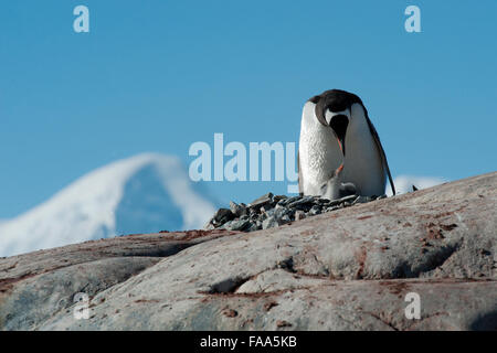 Gentoo Pinguin Familie, Pygoscelis Papua. Pleneau Island, antarktische Halbinsel. Stockfoto