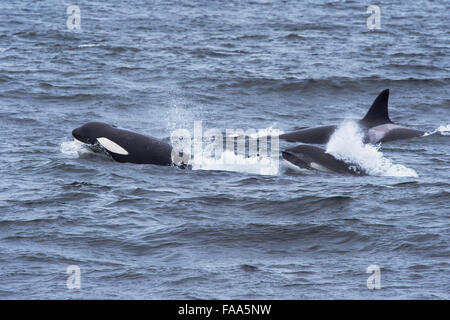 Transiente Schwertwal/Orca (Orcinus Orca). Drei adulte Weibchen auftauchen. Monterey, Kalifornien, Pacific Ocean Stockfoto