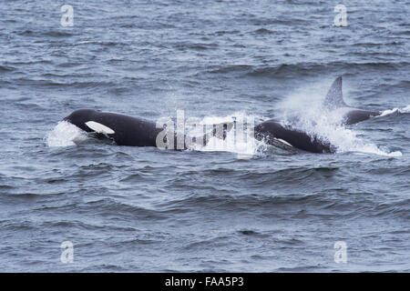 Transiente Schwertwal/Orca (Orcinus Orca). Drei adulte Weibchen auftauchen. Monterey, Kalifornien, Pacific Ocean Stockfoto