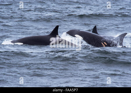 Transiente Schwertwal/Orca (Orcinus Orca). Drei adulte Weibchen auftauchen. Monterey, Kalifornien, Pacific Ocean Stockfoto