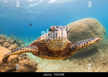 Hawaiian grünen Meeresschildkröte in den warmen Gewässern des Pazifik Hawaii Kreuzfahrt Stockfoto