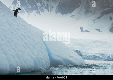 Adelie, Pygoscelis Adeliae Pinguin stehend auf Eisberg, Yalour Inseln, antarktische Halbinsel. Stockfoto