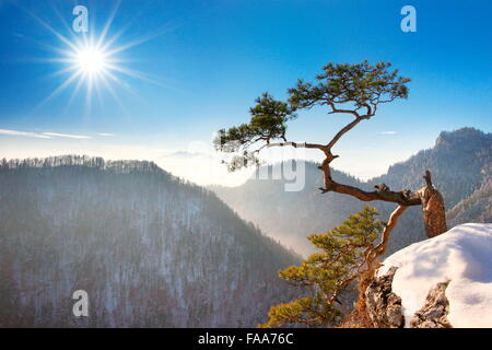 Allein einzelne Kiefer am Sokolica Felsen, Pieniny-Nationalpark, Polen Stockfoto