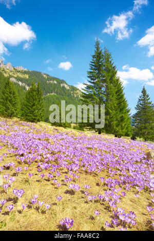 Krokusse am Chocholowska Tal, Tatra-Gebirge, Polen Stockfoto