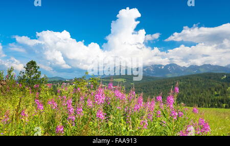 Frühlingslandschaft mit Blumen, Region Podhale, Polen Stockfoto