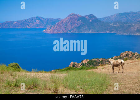 Pferde weiden auf den Hügeln von Süden Korsika, Frankreich Stockfoto