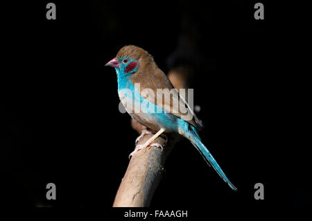 Die rote ist Cordon-bleu, uraeginthus bengalus ist ein kleines Finch native auf den trockeneren Regionen des tropischen Afrika. Stockfoto