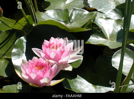 rosa Lilien Wasser Stockfoto