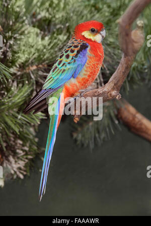 Western Rosella, 'platycercus icterotis' auf Zweig, australische Vögel, australischen Papageien, Rosella, bunte Vögel, Papageien, die australische Tierwelt Stockfoto