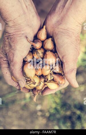 Senior Hände halten Zwiebeln. Stockfoto