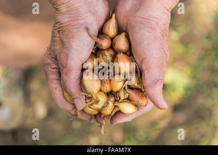 Senior Hände halten Zwiebeln. Stockfoto